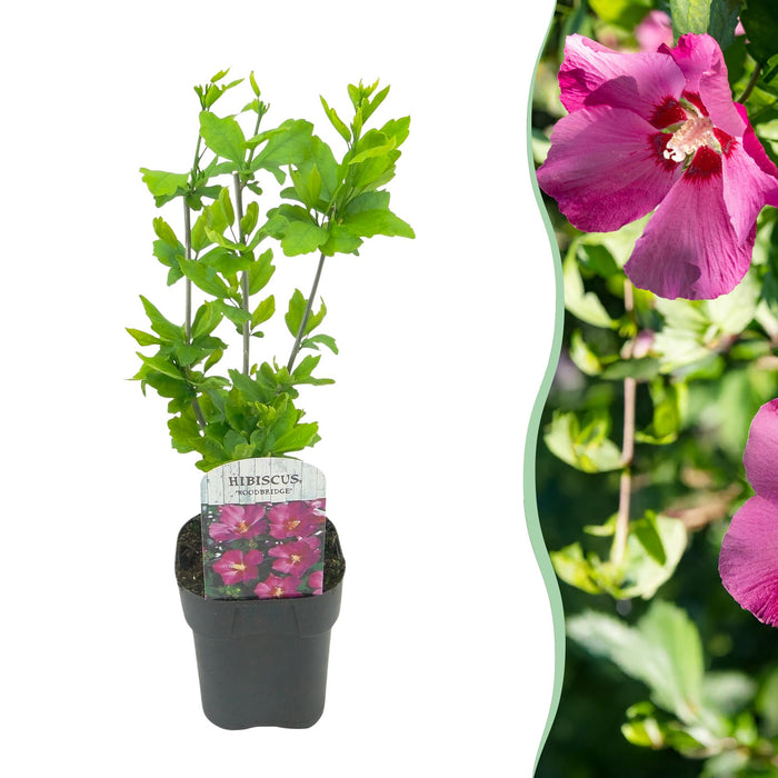 Heesters - Hibiscus syriacus Woodbridge - Bloem Roze - 1 Plant - Bladverliezend - Weinig Onderhoud - Pot 17cm Hoogte 45cm