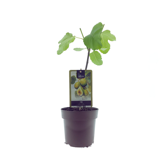 Ficus Panachee - ↕40cm - Ø15cm