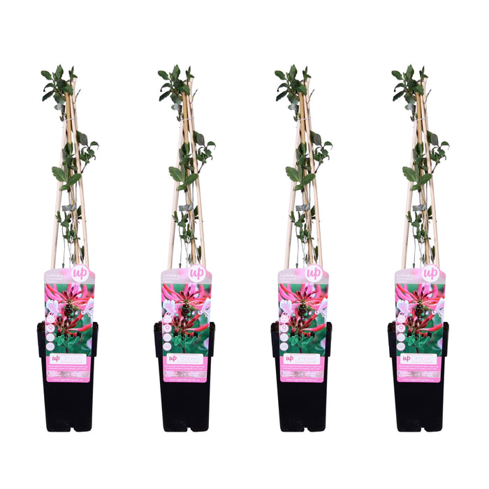 Lonicera Periclymenum 'Serotina' - Kamperfoelie - ↕65cm - Ø15cm - 4x