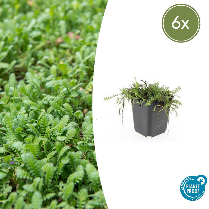 Leptinella Squalida - Koperknoopje - ↕10-25cm - Ø9cm - 6x