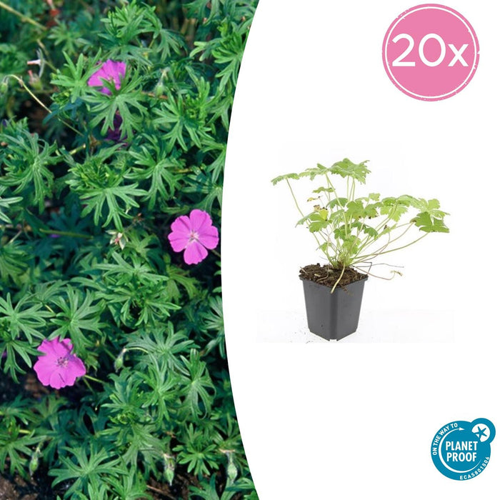 Geranium 'Tiny Monster' - ↕10-25cm - Ø9cm - 20x