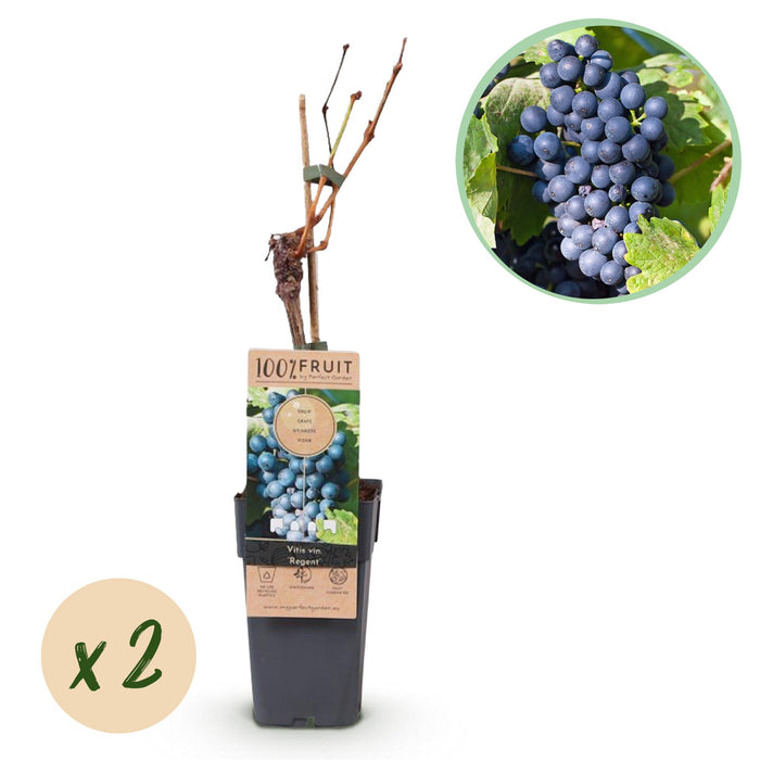 Fruitplant - Blauwe Druif - Vitis vinifera Regent - 2 planten - Pot 15cm Hoogte 50cm