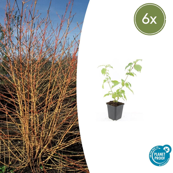 Cornus sanguinea 'Anny's Winter Orange' - ↕10-25cm - Ø9cm - 6x