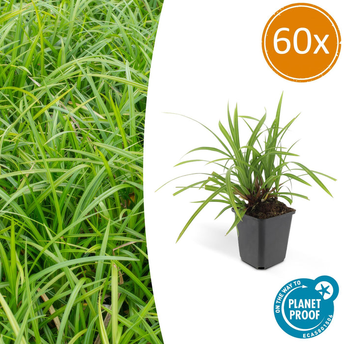Carex morrowii 'Irish Green' - Zegge - ↕10-25cm - Ø9cm - 60x
