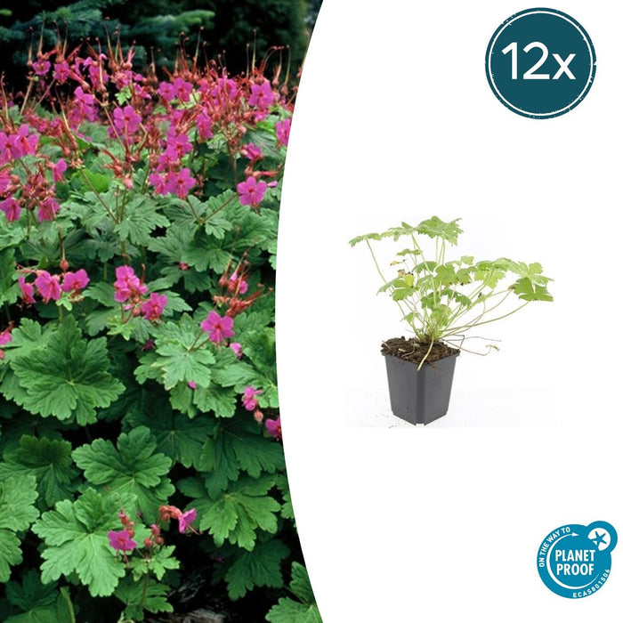 Geranium macrorrhizum 'Czakor' - ↕10-25cm - Ø9cm - 12x