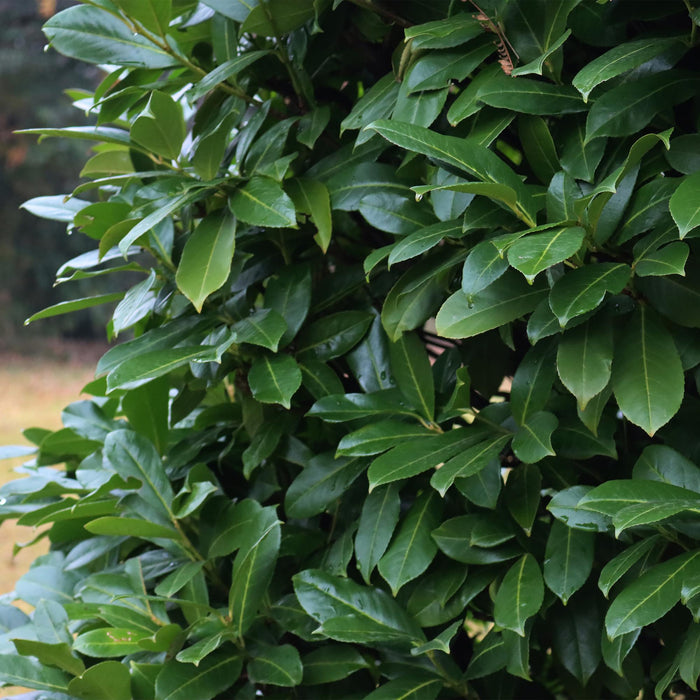 Haagplanten - Prunus laurocerasus Novita - blad groen - 6 planten - 1 strekkende meter - groenblijvend - pot 17cm hoogte 50cm