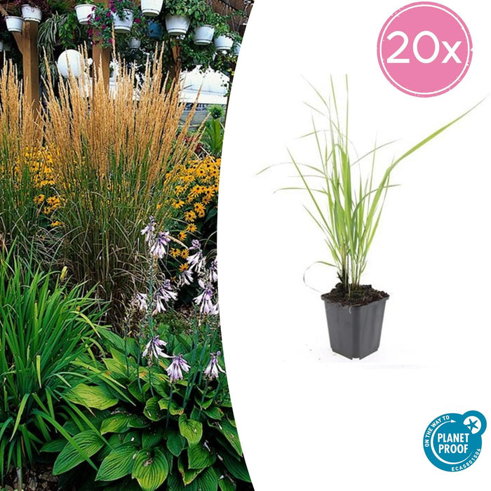 Calamagrostis Acutiflora 'Karl Foerster' - Struisriet - ↕10-25cm - Ø9cm - 20x