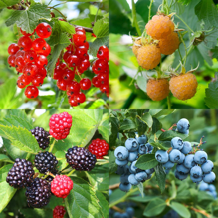 Fruit planten mix - Rode Bes, Gele Framboos, Zwarte Braam, Blauwe bes - 4 planten - Pot 11cm Hoogte 40cm