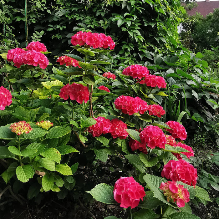 Hortensia - Hydrangea macrophylla Red - Bloem Rood - 1 Plant - Bladverliezend - Weinig Onderhoud - Pot 17cm Hoogte 30cm