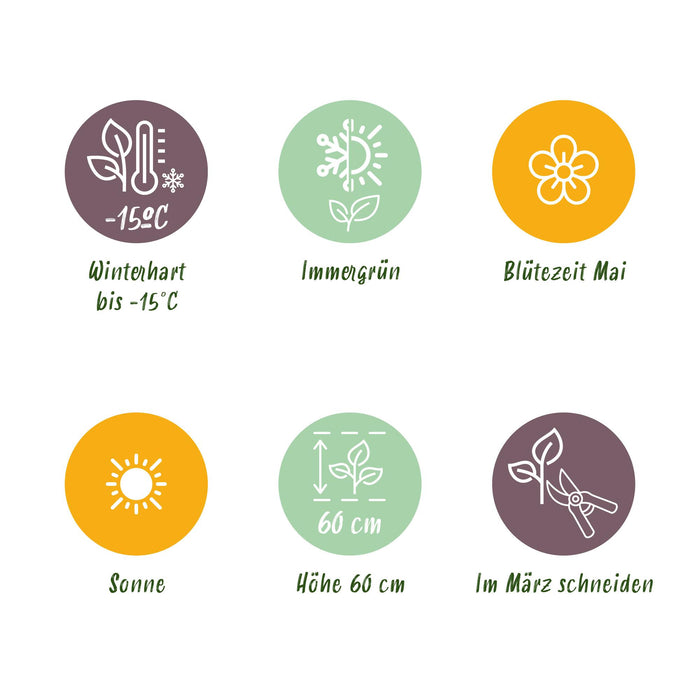 Carex oshimensis Everillo - Geel - 4 Planten - Bladhoudend - Weinig Onderhoud - Pot 17cm Hoogte 50cm