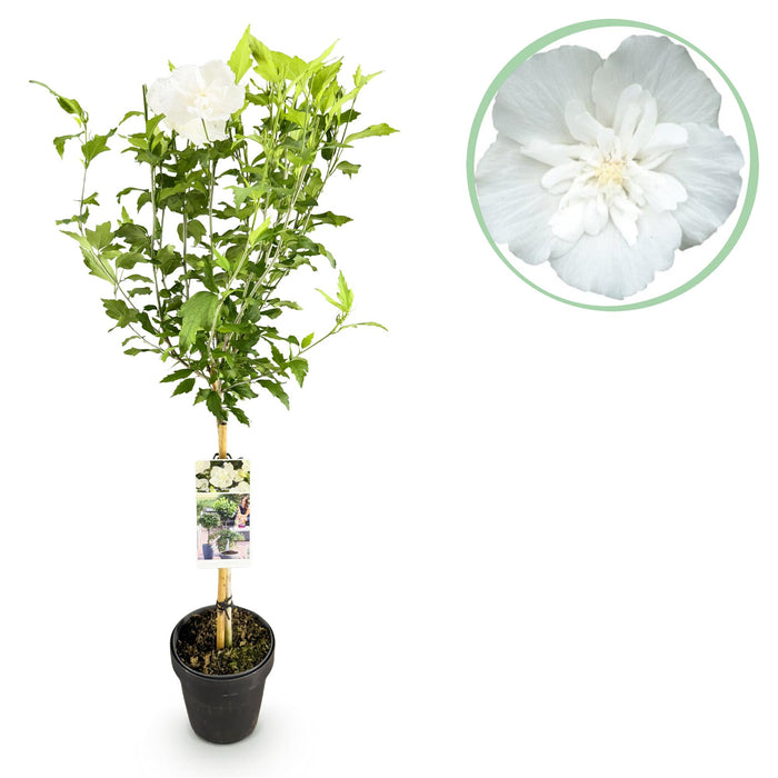 Tuinplant - Hibiscus syriacus White Chiffon® - Plant op stam - Terras Plant - Bladverliezend - Weinig Onderhoud - Pot 19cm Hoogte 90cm