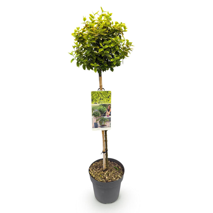 Tuinplant - Euonymus fortunei Emerald n Gold - Plant op stam - Terras Plant - Bladhoudend - Weinig Onderhoud - Pot 19cm Hoogte 90cm