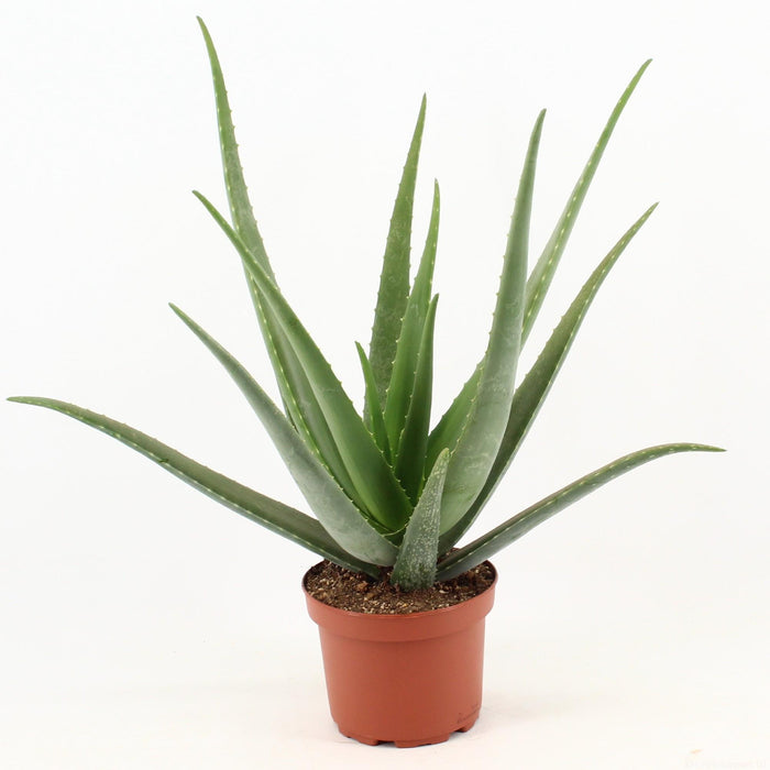 Aloe Vera - ↕70cm - Ø19cm