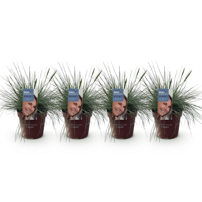 Festuca glauca Intense Blue  - Blauw - 4 Planten - Bladhoudend - Weinig Onderhoud - Pot 17cm Hoogte 50cm