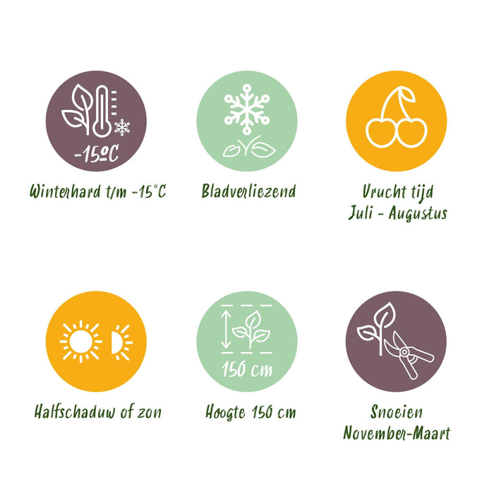 Fruitplant - Braam - Rubus Black Satin - Zwarte Braam - Doornloos - 2 planten -  Pot 11cm Hoogte 40cm