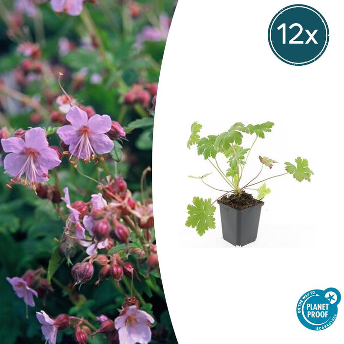 Geranium macrorrhizum 'Ingwersen's Variety' - ↕10-25cm - Ø9cm - 12x