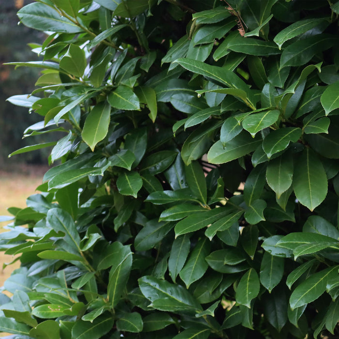 Haagplanten - Prunus laurocerasus Caucasica- blad groen - 8 planten - 1 strekkende meter - groenblijvend - pot 9cm hoogte 30-35cm
