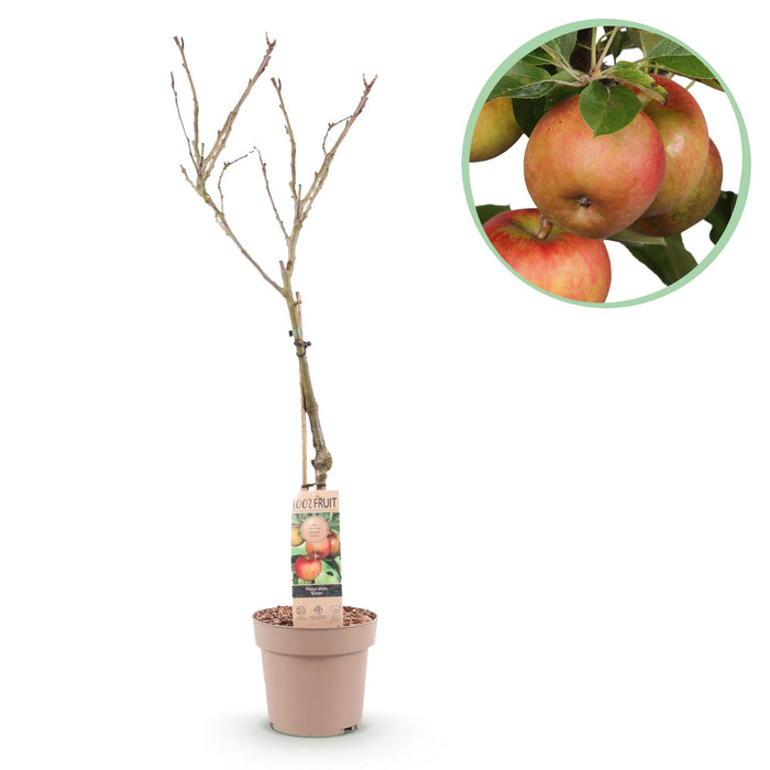 Fruitplant - Appelboom - Malus domestica Elstar - Rode groene Appel - Pot 21cm Hoogte 90cm