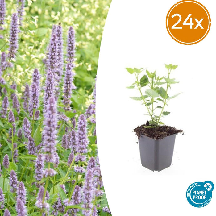 Agastache 'Blue Fortune' - Dropplant - ↕10-25cm - Ø9cm - 24x