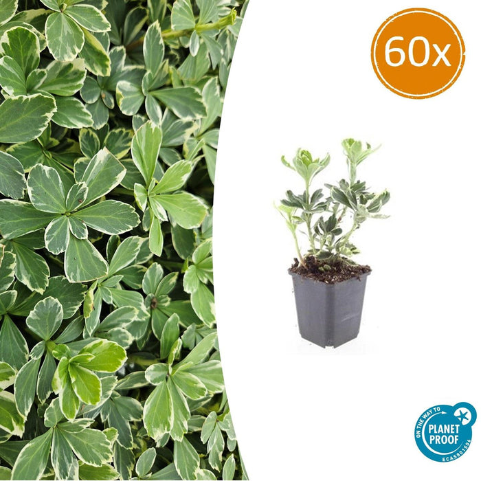 Pachysandra Terminalis 'Variegata' - Schaduwkruid - ↕10-25cm - Ø9cm - 60x