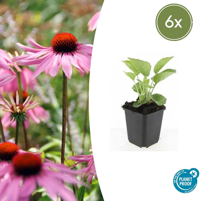 Echinacea purpurea 'Magnus' - Zonnehoed - ↕10-25cm - Ø9cm - 6x