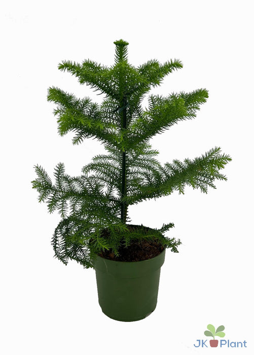 Araucaria - ↕38cm - Ø14cm