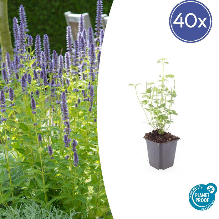 Agastache 'Black Adder' - Dropplant - ↕10-25cm - Ø9cm - 40x