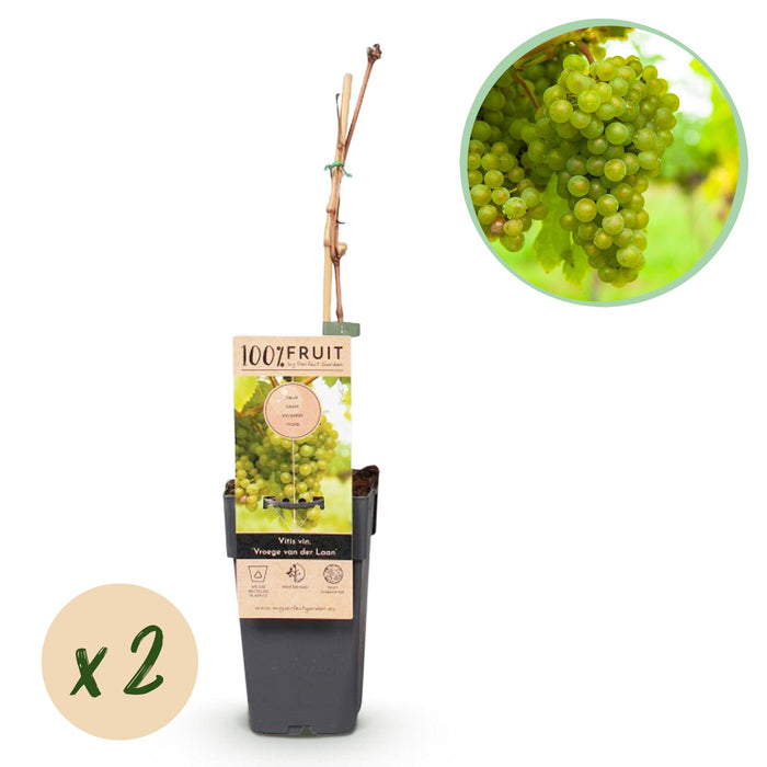 Fruitplant - Witte Druif - Vitis vinifera Vroege van der Laan - 2 planten - Pot 15cm Hoogte 50cm