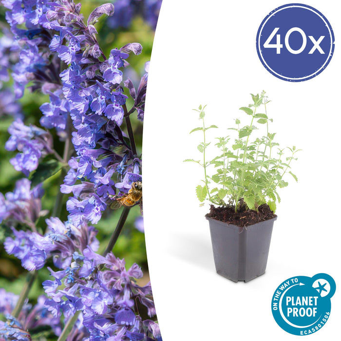 Nepeta 'Six Hills Giant' - Kattekruid - ↕10-25cm - Ø9cm - 40x