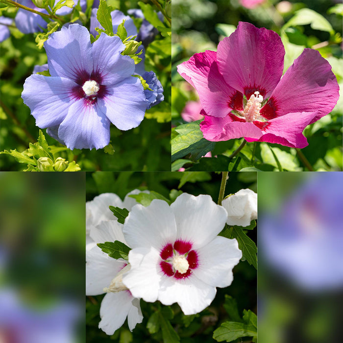 Heesters - Hibiscus syriacus Tricolour - Bloem Roze, Wit en Blauw - 3 Planten - Bladverliezend - Weinig Onderhoud - Pot 17cm Hoogte 45cm