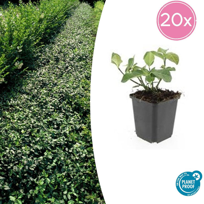 Euonymus fortunei 'Dart's Blanket' - Japanse Kardinaalsmuts - ↕10-25cm - Ø9cm - 20x
