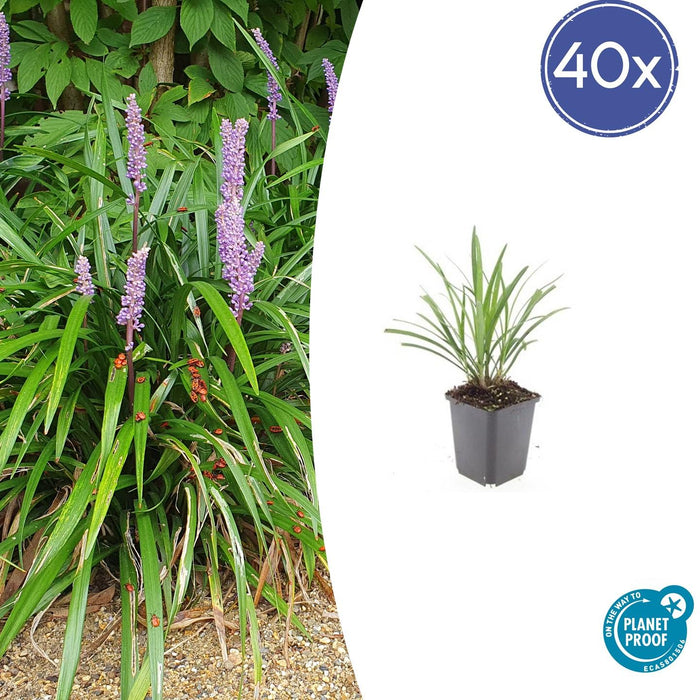 Liriope muscari 'Ingwersen' - Leliegras - ↕10-25cm - Ø9cm - 40x