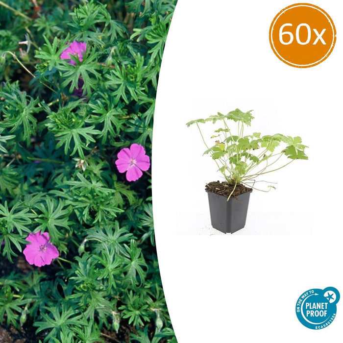 Geranium 'Tiny Monster' - ↕10-25cm - Ø9cm - 60x
