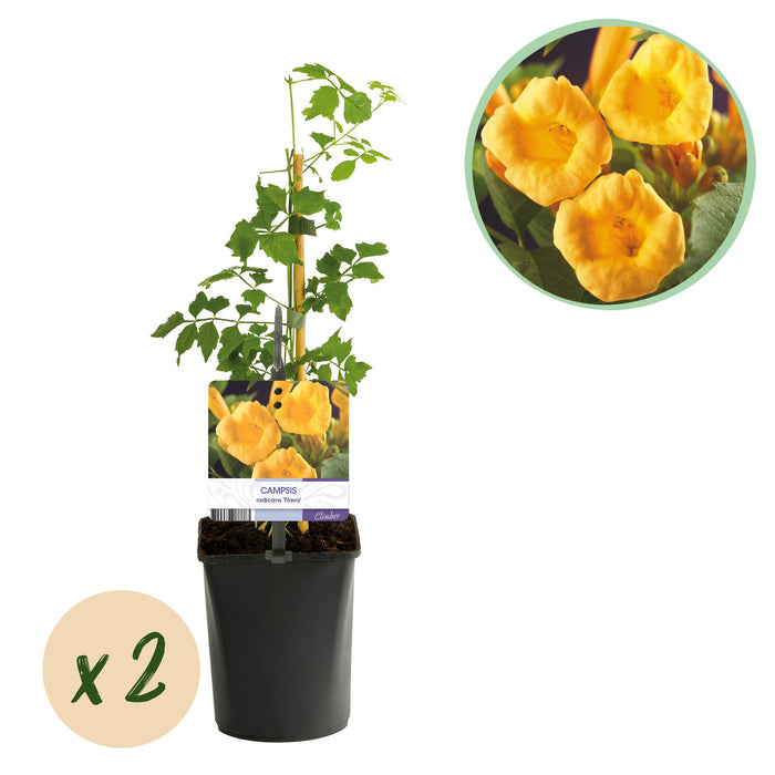 Trompetbloem - Campsis Radicans Flave - Bloem Geel - ↕40cm - Ø11cm - 2x