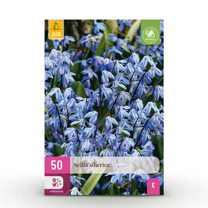 Bloembollen - Scilla Siberica - Kleur Paars - 50 stuks - Bolmaat 7/8 - XXL Pack
