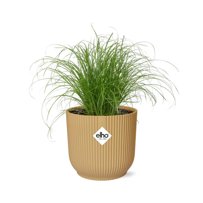 Cyperus Alternifolius Zumula in elho Vibes Fold Ø14cm geel