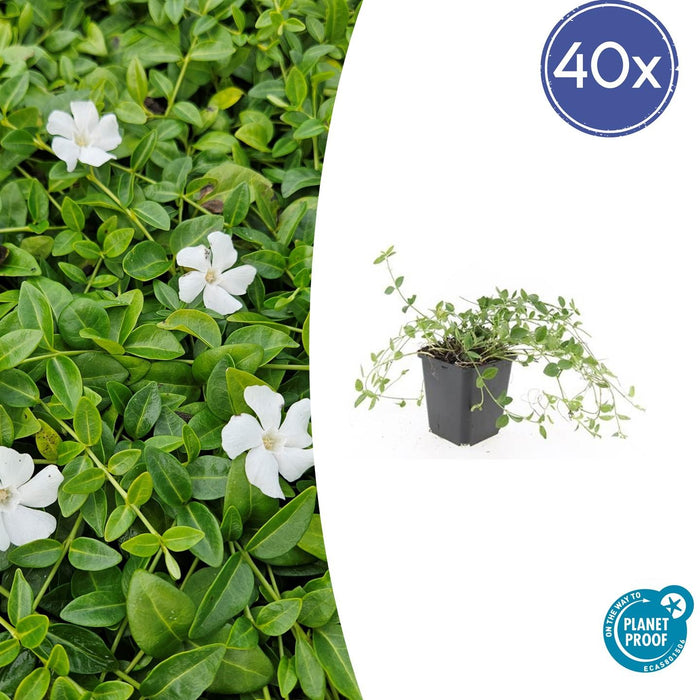 Vinca minor 'Gertrude Jekyll' - Kleine Maagdenpalm - ↕10-25cm - Ø9cm - 40x