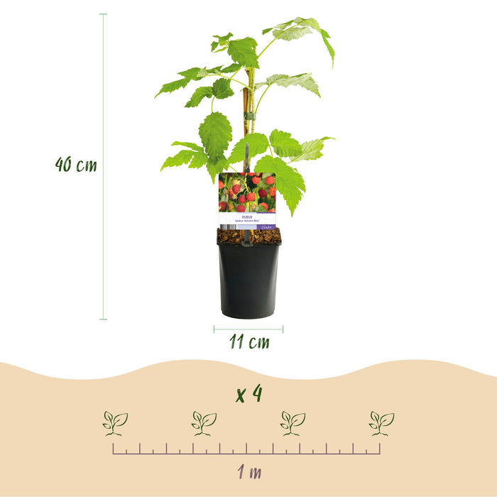 Fruitplant - Framboos - Rubus idaeus Autumn Bliss  - Rode Framboos - 2 planten -  Pot 11cm Hoogte 40cm