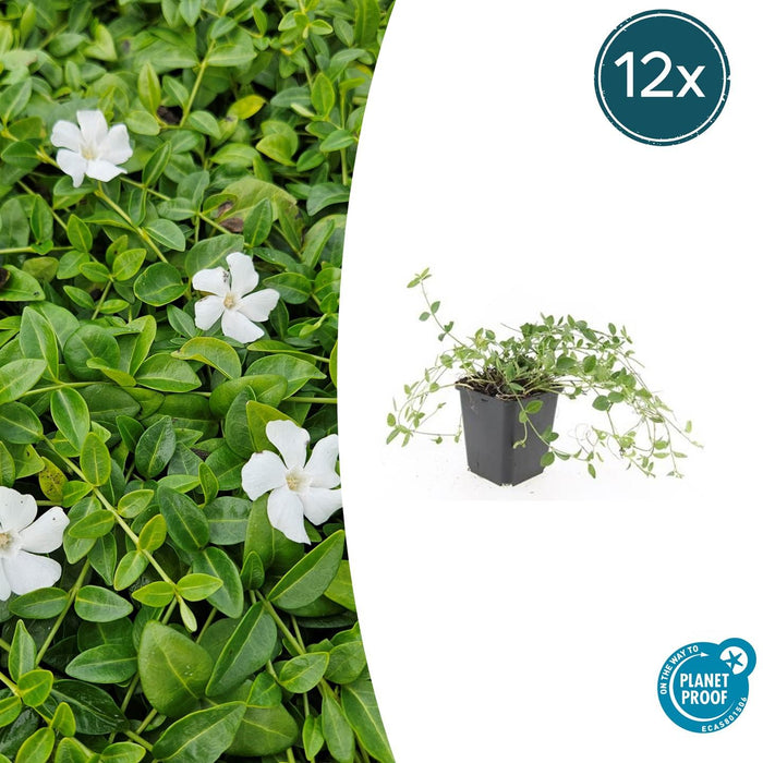 Vinca minor 'Gertrude Jekyll' - Kleine Maagdenpalm - ↕10-25cm - Ø9cm - 12x