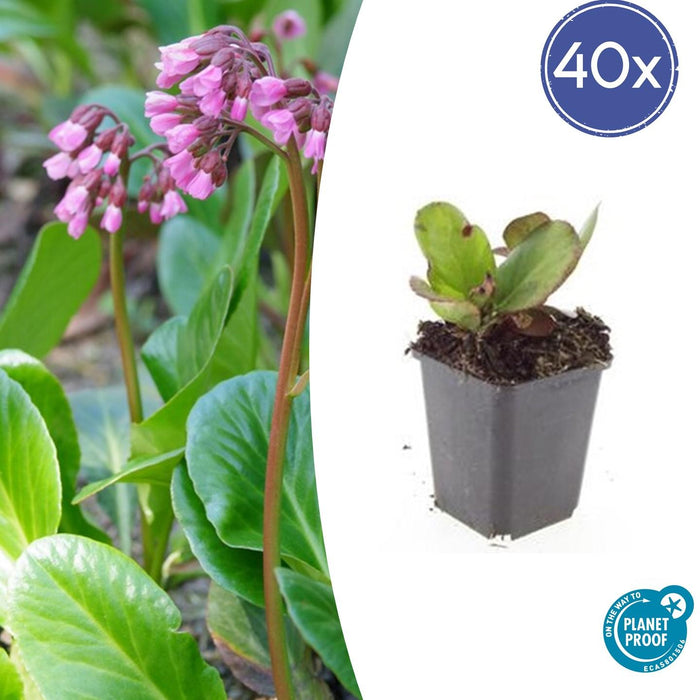 Bergenia cordifolia 'Herbstblüte' - Schoenlappersplant - ↕10-25cm - Ø9cm - 40x