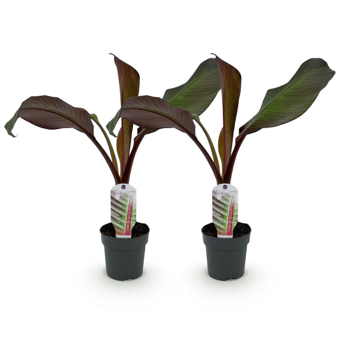 Fruitplant - Bananen plant - Ensete ventricosum Maurelli - Winterhard - 2 planten - Pot 12cm Hoogte 30cm