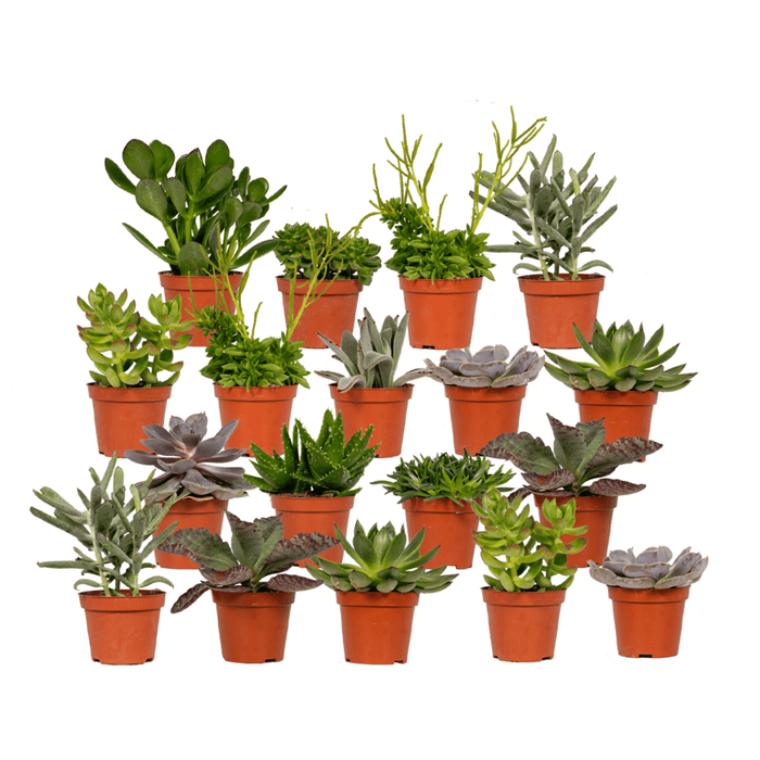 Vetplanten Mix - ↕10 cm - Ø8,5cm - 18x