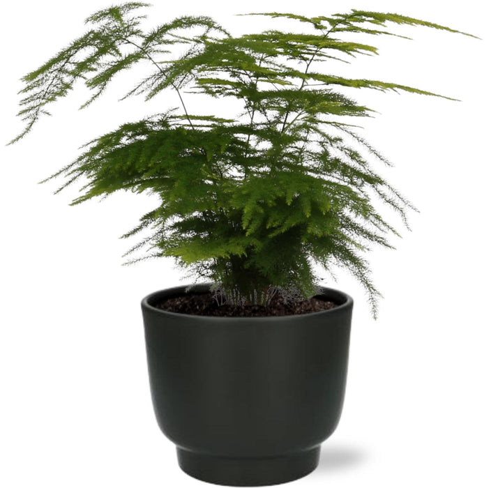 Asparagus Setaceus - ↕35cm - Ø12cm + Zwarte Potenza Pot D13x11cm