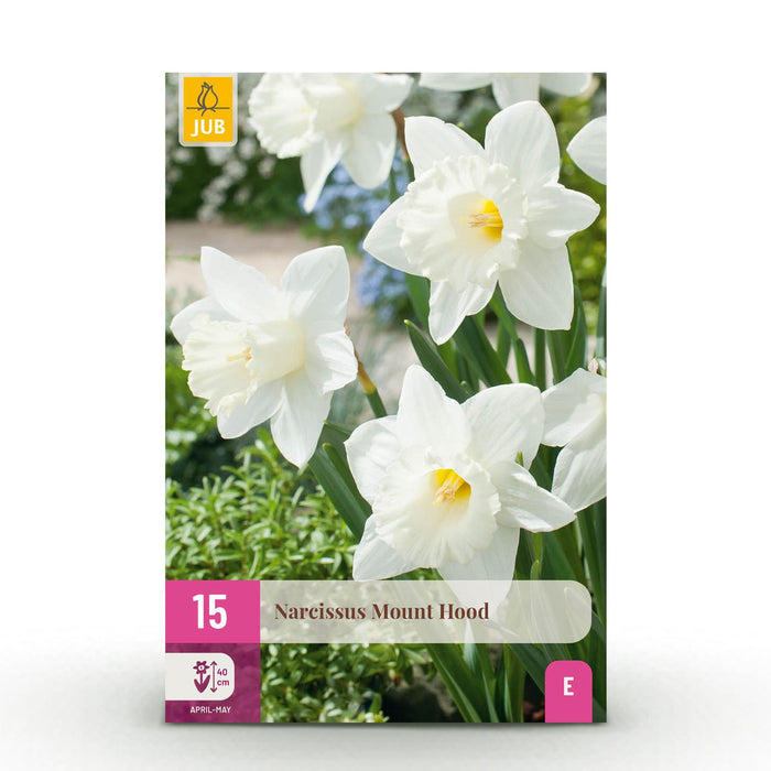 Bloembollen - Narcis Mount Hood - Kleur Wit - 15 stuks - Bolmaat 10/12 - XXL Pack