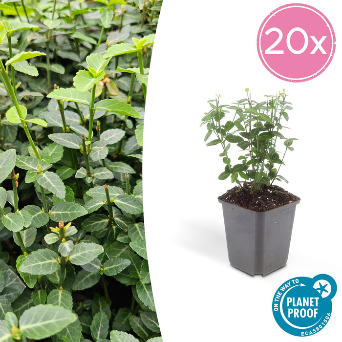 Euonymus fortunei radicans - Japanse Kardinaalsmuts - ↕10-25cm - Ø9cm - 20x
