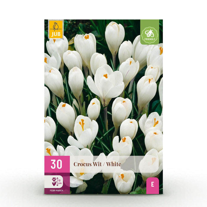 Bloembollen - Crocus White - Kleur Geel - 30 stuks - Bolmaat 7/8 - XXL Pack