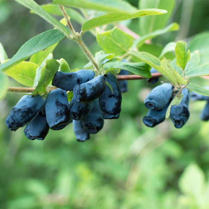 Fruitplant - Honingbes - Lonicera caerulea Kamchatika - Blauwe Bes - 2 planten - Pot 15cm Hoogte 50cm