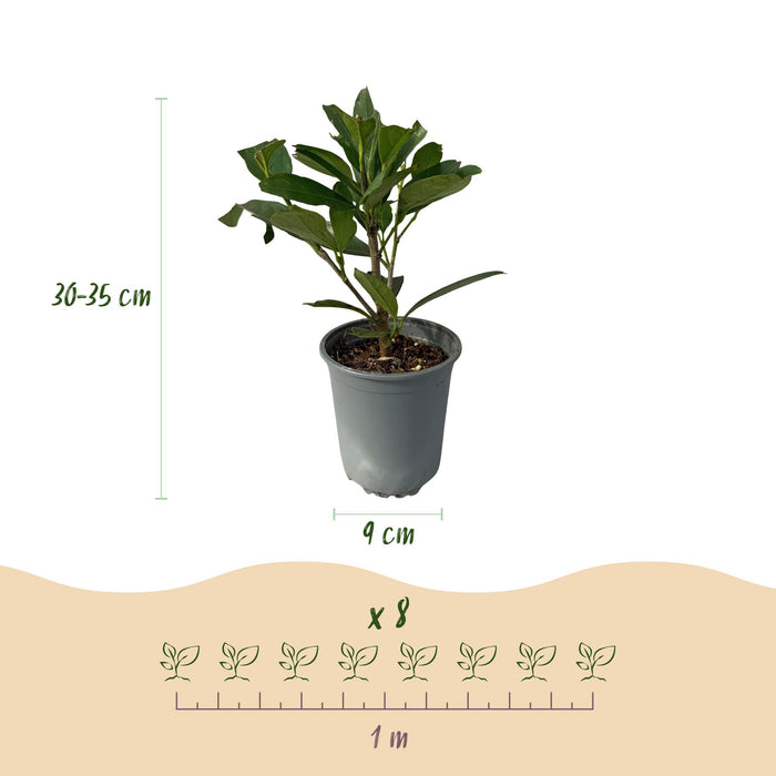 Haagplanten - Prunus laurocerasus Caucasica- blad groen - 8 planten - 1 strekkende meter - groenblijvend - pot 9cm hoogte 30-35cm