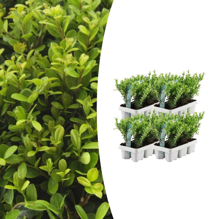 Ilex crenata 'Jenny' - ↕15cm - Ø7cm - 24x
