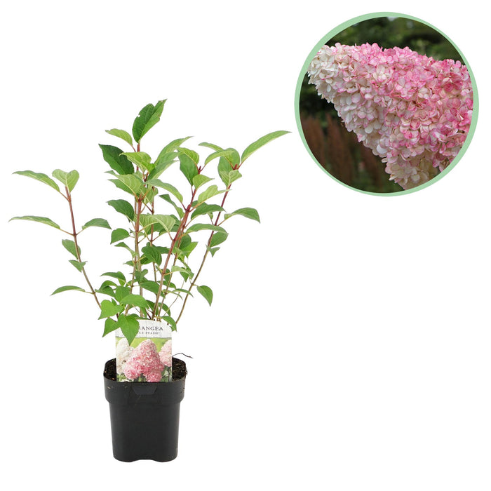 Pluim Hortensia - Hydrangea panniculata Vanille Fraise - Bloem Wit Roze - 1 Plant - Bladverliezend - Grote Bloemen - Pot 17cm Hoogte 50cm